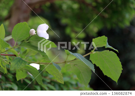 Syringa saxifragaceae 136082874