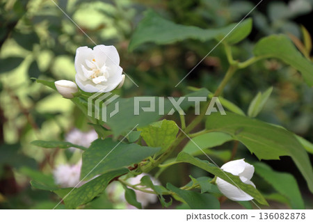 紫丁香虎耳草科 紫丁香虎耳草科 136082878