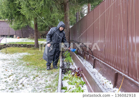 Older gardener carefully removing weeds and inspecting green sprouts near wooden fence in winter conditions with natural light and shallow depth. Older gardener carefully removing weeds and inspecting green sprouts near wooden fence in winter conditions with natural light and shallow depth. 136082918