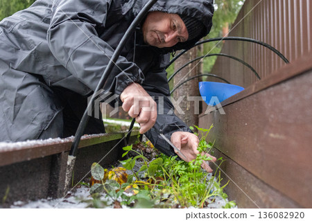 Elderly man caring for home garden in cold season removing weeds and inspecting green plants near wooden fence natural lifestyle concept. Elderly man caring for home garden in cold season removing weeds and inspecting green plants near wooden fence natural lifestyle concept. 136082920