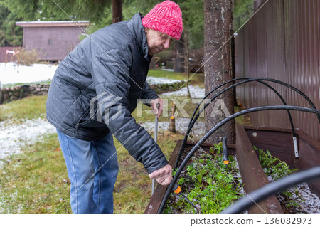Elderly male maintaining plants in garden box during early winter. Casual outdoor labor on residential yard environment. 136082973