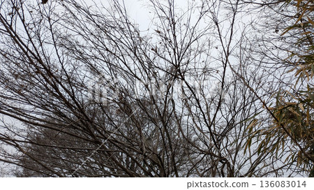 Dead trees on the riverbank 136083014