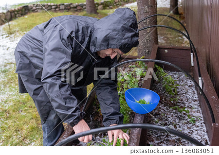 Elderly man caring for home garden in cold season removing weeds and inspecting green plants near wooden fence natural lifestyle concept. Elderly man caring for home garden in cold season removing weeds and inspecting green plants near wooden fence natural lifestyle concept. 136083051