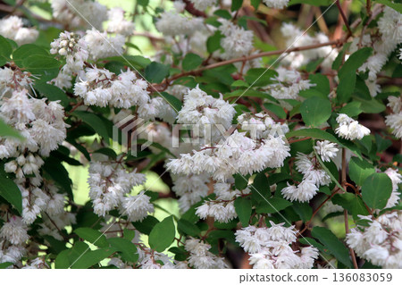 雙花印花棉布樹花 雙花印花棉布樹花 136083059