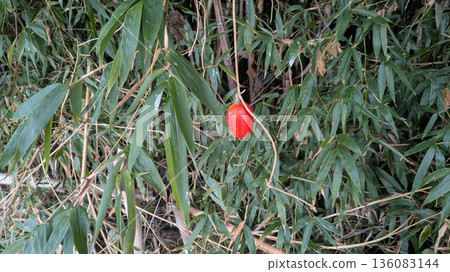 Karasuuri Karasuuri 136083144