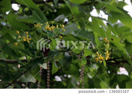 Hiperam Hiperam 136083167
