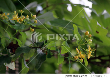 Hiperam Hiperam 136083169