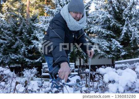 Elderly man in warm clothing trimming garden shrubs with pruners using cane for support in snowy outdoor yard. 136083280