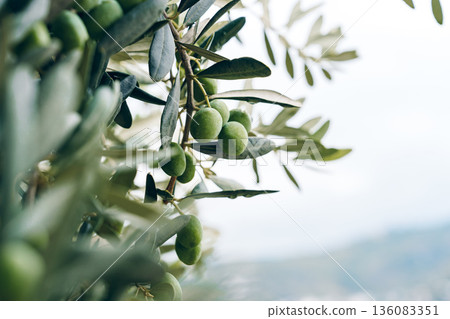 Olive tree branches with green olives growing in a garden during the day 136083351