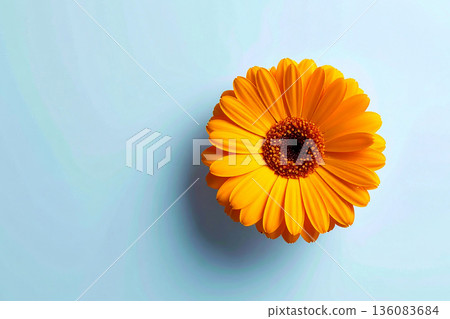 Spring flowers. Calendula plant. Orange flowere of Marigold plant on a white background. 136083684