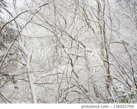 美麗的雪景背景,樹枝上纏繞著銀白色的裝飾物。 美麗的雪景背景,樹枝上纏繞著銀白色的裝飾物。 136083709