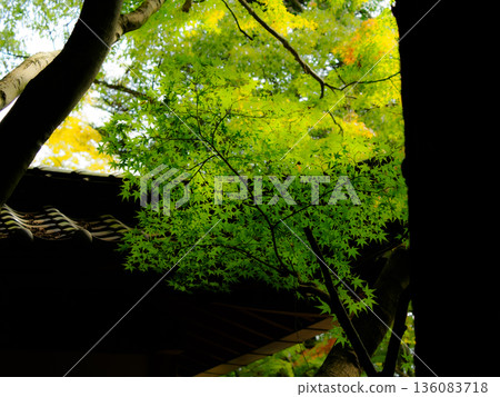 The clear green maple leaves and sunlight filtering through the trees stand out against an old Japanese house 136083718