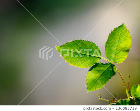 A portrait of natural and refreshing leaves that creates a soothing space A portrait of natural and refreshing leaves that creates a soothing space 136083719