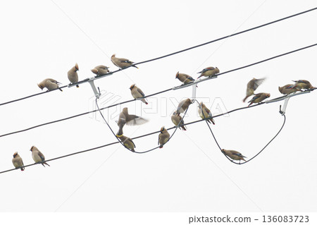 一群太平鳥棲息在電線上。 一群太平鳥棲息在電線上。 136083723