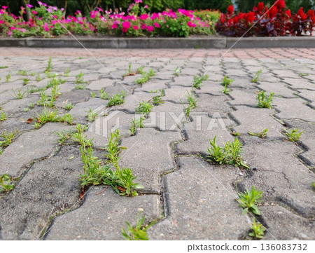 Green Grass Growing Through Pavement Cracks. Fresh green sprouts pushing through city pavement cracks in urban park with vibrant flowers background. 136083732