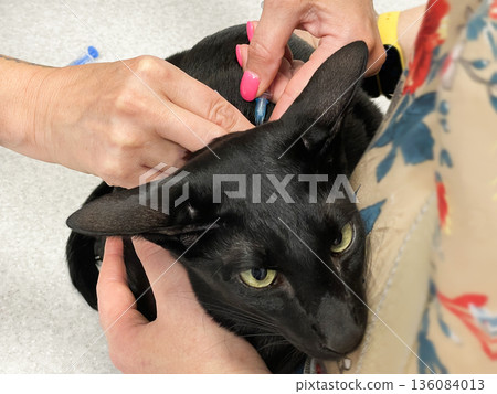 Black cat vaccination in vet veterinarian clinic 136084013