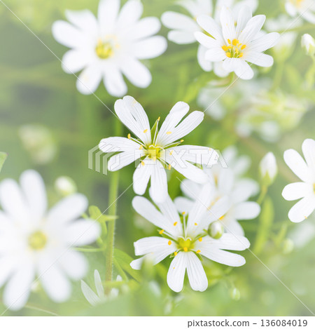 Wild white flowers and green grass Wild white flowers and green grass 136084019