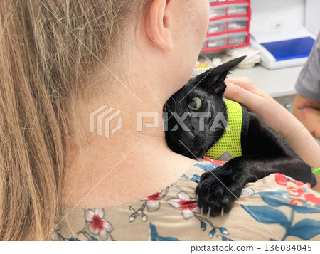 Black cat in vet veterinarian clinic Black cat in vet veterinarian clinic 136084045