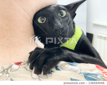 Black cat in vet veterinarian clinic Black cat in vet veterinarian clinic 136084046