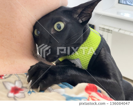 Black cat in vet veterinarian clinic Black cat in vet veterinarian clinic 136084047