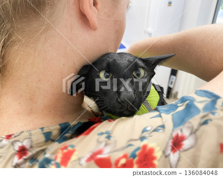 Black cat in vet veterinarian clinic Black cat in vet veterinarian clinic 136084048