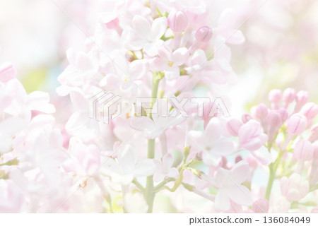 Lilac flowers 136084049