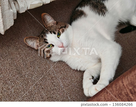 Relaxed Tabby Cat Lying on Carpet. Cute brown-white tabby cat lounging comfortably on brown carpet near radiator indoors. 136084266