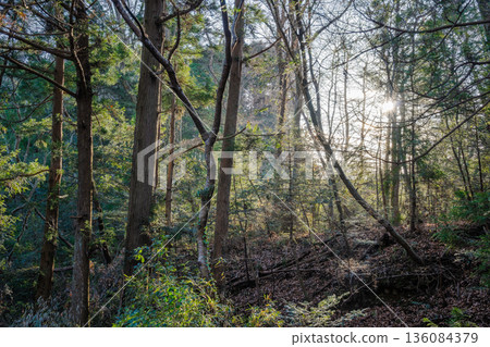 Light shining through the deep forest: A quiet mountain path leading to the requiem bell 136084379