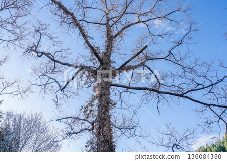 A large tree in the deep mountains spreading its branches into the winter sky - Praying in the forest of repose 136084380