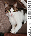Relaxed Tabby Cat Lying on Carpet. Cute brown-white tabby cat lounging comfortably on brown carpet near radiator indoors. 136084653