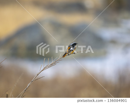A male Daurian redstart perched on a thin branch 136084901
