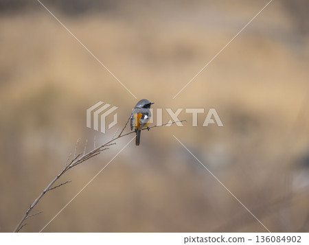 A male Daurian redstart perched on a thin branch A male Daurian redstart perched on a thin branch 136084902