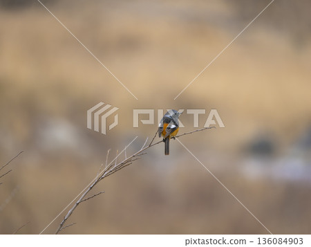 A male Daurian redstart perched on a thin branch A male Daurian redstart perched on a thin branch 136084903