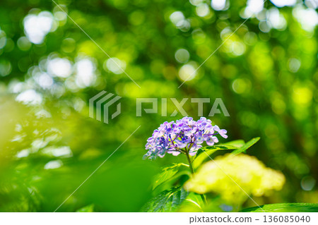 Beautiful natural scenery with hydrangeas in bloom Beautiful natural scenery with hydrangeas in bloom 136085040