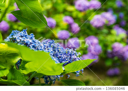 Beautiful natural scenery with hydrangeas in bloom 136085046