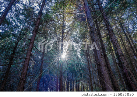 陽光透過樹葉灑下：一聲輕柔的祈禱迴盪在幽深的山林中。 136085050