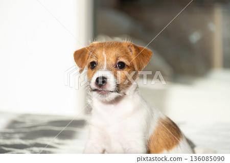 Adorable small puppy, delightful jack russell terrier with sweet expressive eyes. Adorable small puppy, delightful jack russell terrier with sweet expressive eyes. 136085090