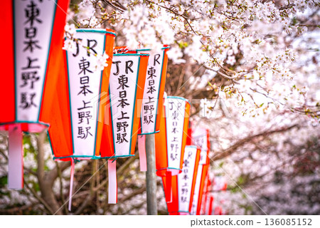 在上野溫泉公園的櫻花 在上野溫泉公園的櫻花 136085152
