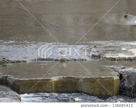 A little ringed plover searching for food at a river weir 136085413