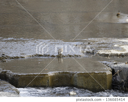 A little ringed plover searching for food at a river weir 136085414