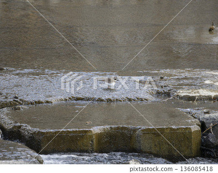 A little ringed plover searching for food at a river weir 136085418