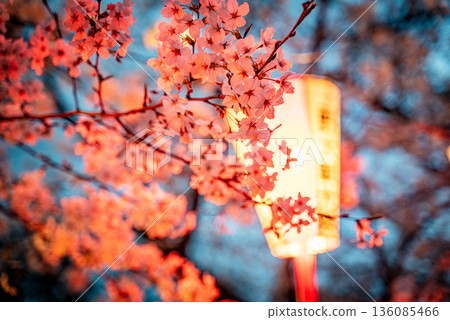 在上野溫泉公園的櫻花 136085466