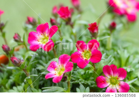 The pretty little pink flowers of the cloud grass 136085508