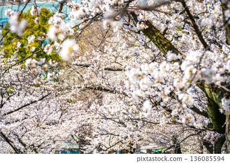 Cherry blossoms at Ueno Onsen Park 136085594