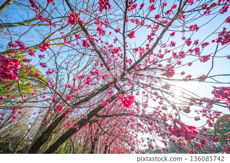 在上野溫泉公園的櫻花 136085742