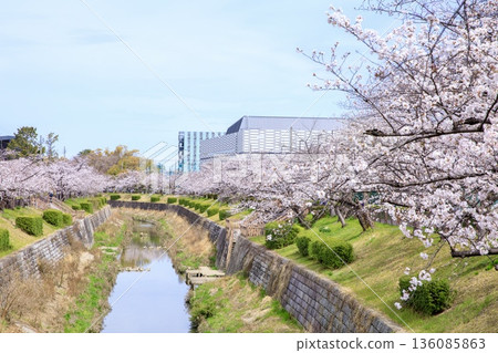 [Top 100 Cherry Blossom Spots in Japan] Cherry blossoms in full bloom along Yamazaki River Shiki no Michi in Nagoya 136085863