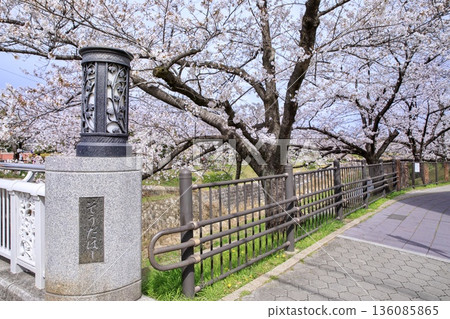 [Top 100 Cherry Blossom Spots in Japan] Cherry blossoms in full bloom along Yamazaki River Shiki no Michi in Nagoya 136085865