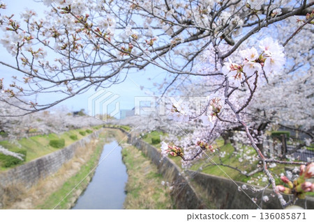 [Top 100 Cherry Blossom Spots in Japan] Cherry blossoms in full bloom along Yamazaki River Shiki no Michi in Nagoya 136085871