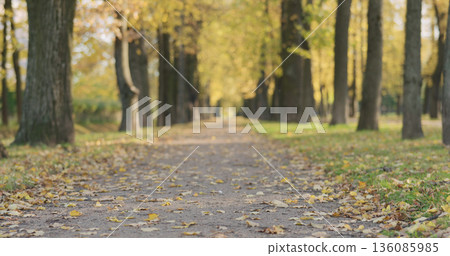 Low angle shot of fallen autumn leaves on city alley in the morning 136085985