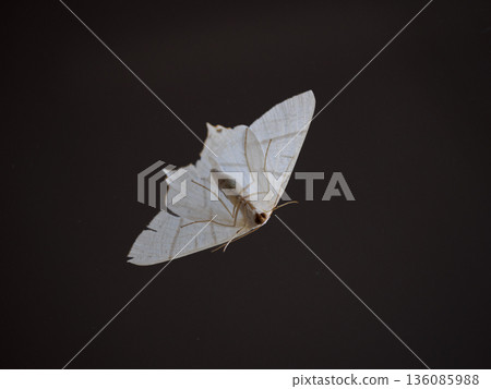 An artistic perspective of a white moth that quietly appears in the city at night 136085988